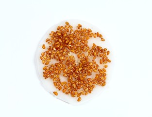 Sprouting seeds of the garden cress on white background.  Seeds are placed on the wet cleansing pad.