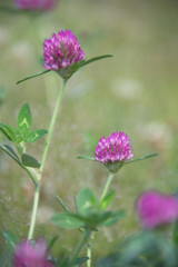 Red clover at Imperial Palace East Garden, Tokyo, Japan