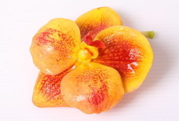 Red and orange orchids on white background
