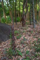 Bamboo shoot at Imperial Palace East Garden, Tokyo, Japan