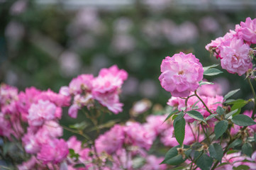Fototapeta na wymiar roses at Imperial Palace East Garden, Tokyo, Japan