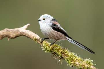 Long tailed tit (Aegithalos caudatus)