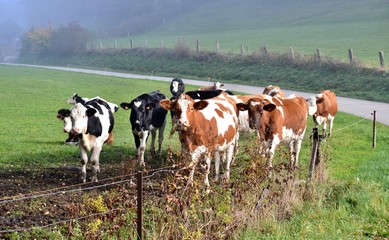 Fototapeta na wymiar herd of cows in field