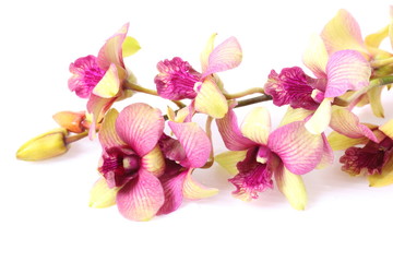 Pink orchids isolated on white background