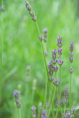 lavender, Tokyo, Japan