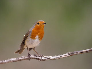Robin, Erithacus rubecula