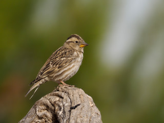 Rock sparrow, Petronia petronia