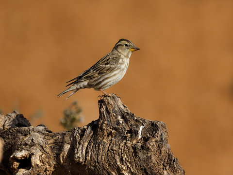 Rock Sparrow, Petronia Petronia