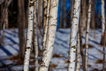 Fototapeta premium closeup of birch tree forest in the winter