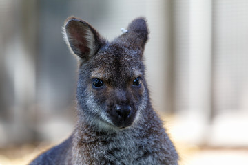Portrait of young kangaroo