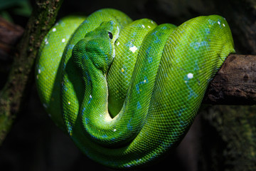 Green dangerous snake relaxing on the branch of the tree