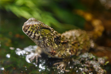 Small lizard standing still in the water