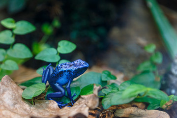 Small blue poisonous frog sitting on stone