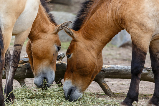 Rare kulan horses having their dinner
