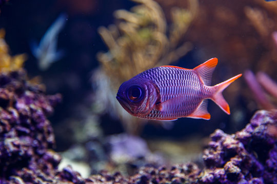 Ocean reef fish in aquarium