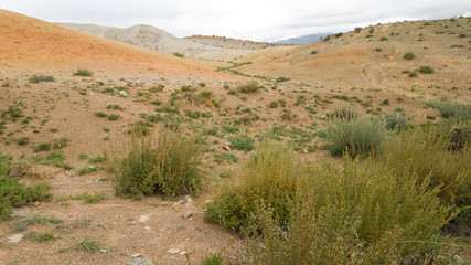 Beautiful prickly bushes on the territory of the Altai Mars in the Republic of Altai in Russia. Summer trip to Siberia