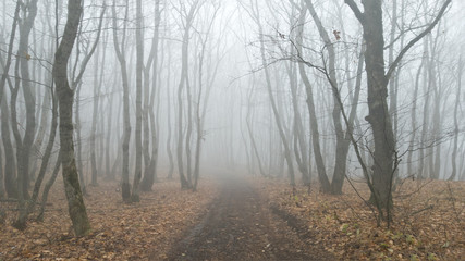 A mystical country road through a misty autumn forest. Cold weather. Sad atmosphere.