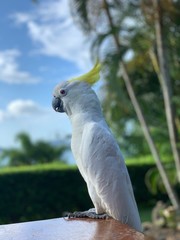 Cockatoo look at you