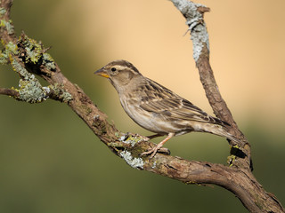 Rock sparrow, Petronia petronia