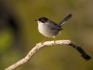 Sardinian warbler, Sylvia melanocephala