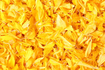 Close up Marigold petals as background