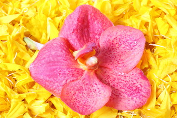 Orange orchid on marigold petals background