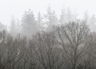 Baumsilhouetten im winterlichen Morgennebel
