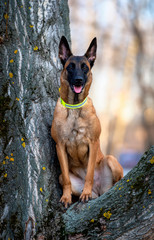 Malinois belgian shepherd female dog sitting on a tree