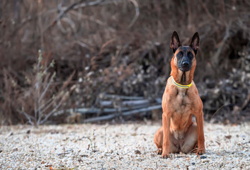 Malinois belgian shepherd puppy in autumn landscape