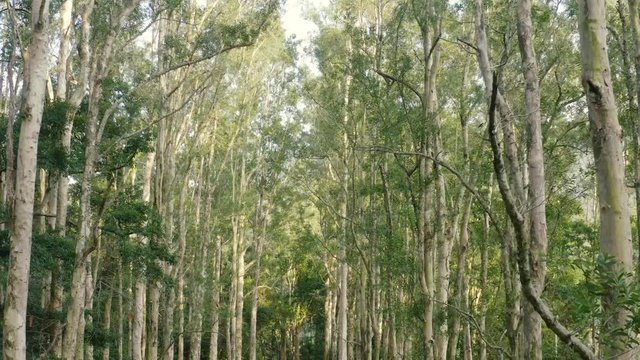 Beautiful trees in the forest. Camera movement inside the forest. 