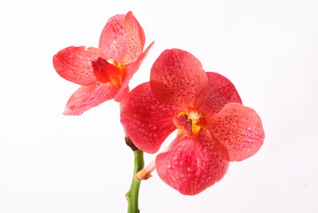 Red orchids on white background