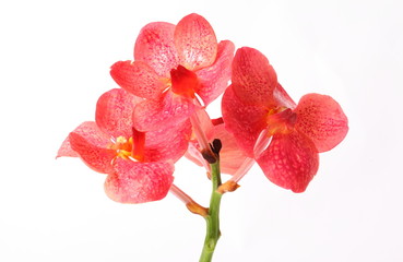 Red orchids on white background