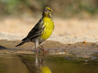 Serin, Serinus serinus