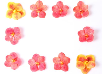 Red and orange orchids on white background