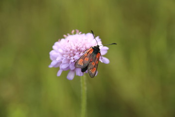 Fototapeta premium Zygaena filipendulae