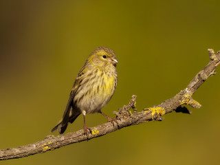 Serin, Serinus serinus