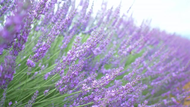 Closeup view of lavender flowers in lavender field in Provence, France. Video with selective focus