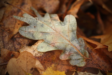 leaf