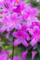 Violet azalea, concept of landscaping, bush of blooming azalea, background for a card. vertical photo