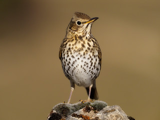 Song thrush, Turdus philomelos