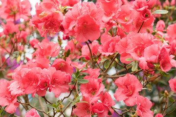 red azalea, gardening concept, bush of blooming azalea, background for a card. Spring flowers