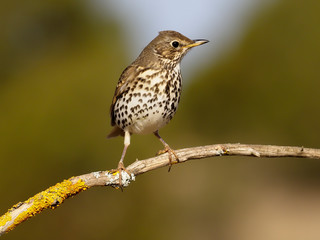 Song thrush, Turdus philomelos