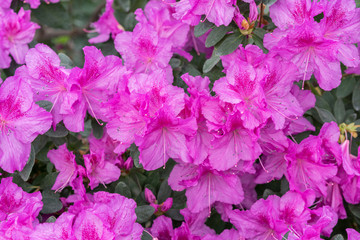 royal azalea blossom, violet, radiant color. Flowering purple azaleas in the winter garden. Horizontal closeup image of Rhododendron. Season of flowering azaleas