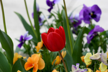 Red tulip with multicolor wild pansy in background