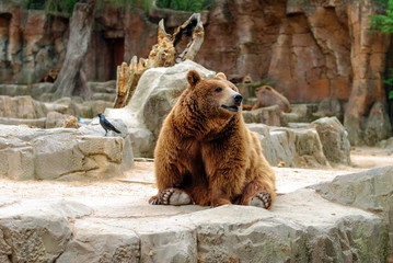 Bear resting