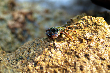 Crab enjoying a sun bath