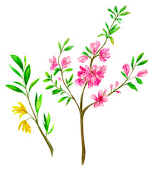 Watercolor illustration of spring branches. Pink cherry blossom, Forsythia in bloom with yellow flowers.