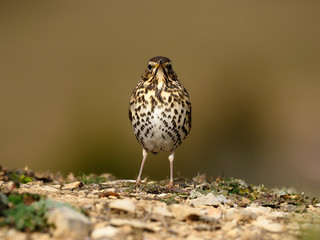 Song thrush, Turdus philomelos