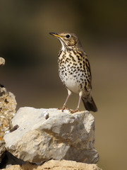 Song thrush, Turdus philomelos