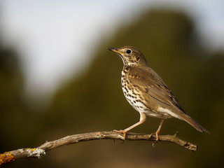 Song thrush, Turdus philomelos